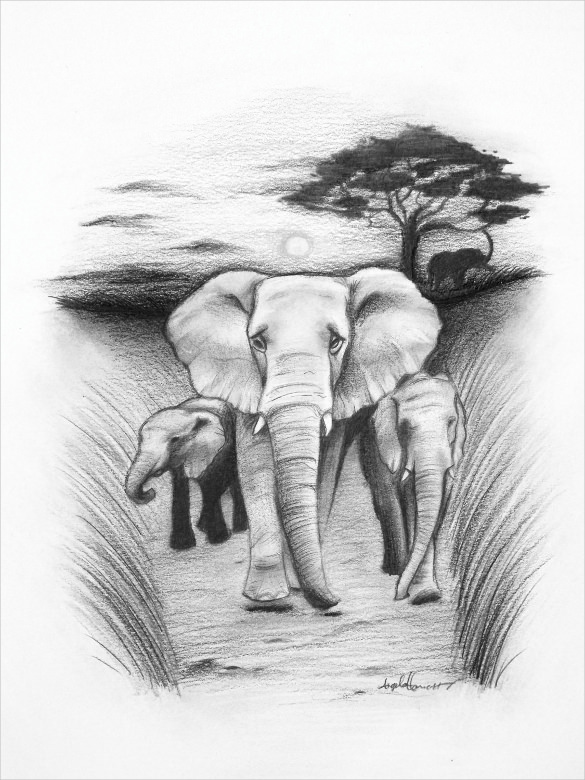 Elephant Drawing High-Quality