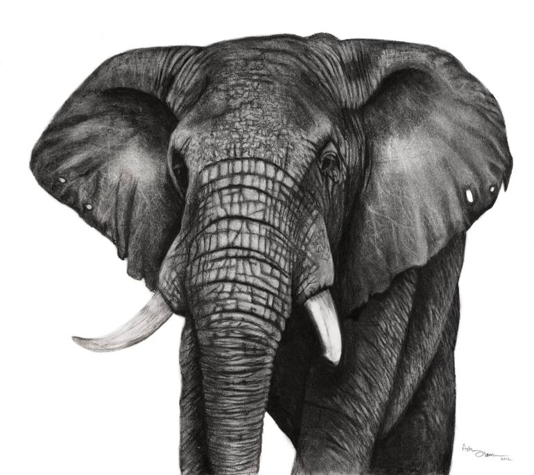 Elephant Drawing Pics
