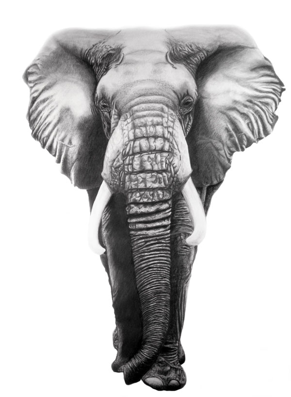 Elephant Drawing Picture