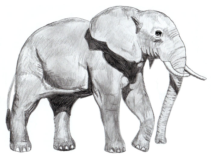 Elephant Drawing Realistic