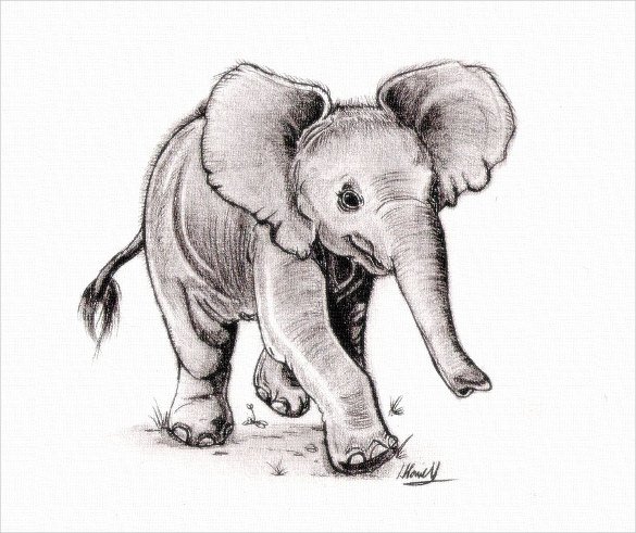 Elephant Drawing Sketch