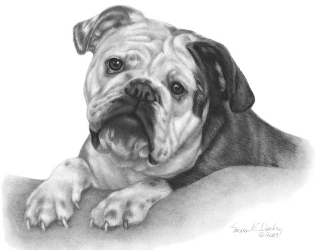English Bulldog Drawing Beautiful Image