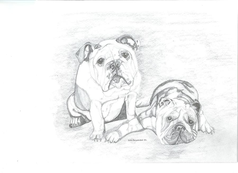 English Bulldog Drawing Image