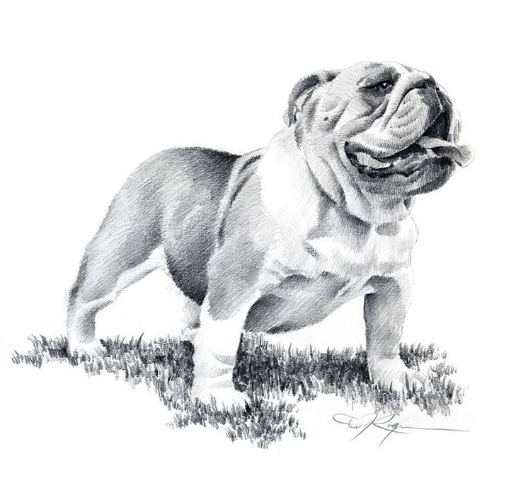 English Bulldog Drawing Photo