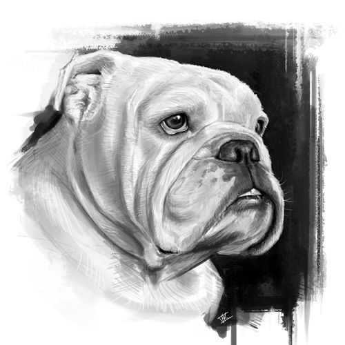 English Bulldog Drawing Pic
