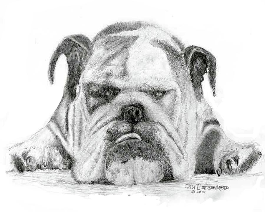 English Bulldog Drawing Pics