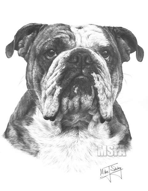 English Bulldog Drawing Picture