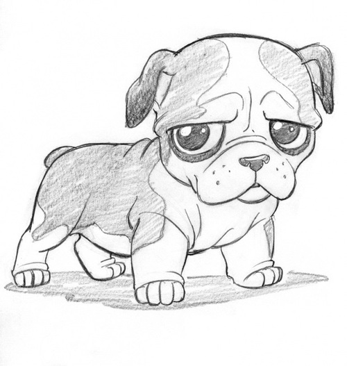 English Bulldog Drawing Realistic