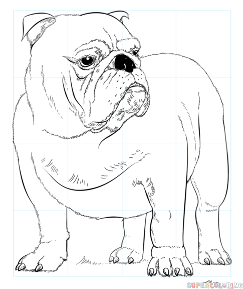 English Bulldog Drawing Sketch