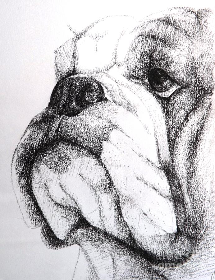 English Bulldog Drawing