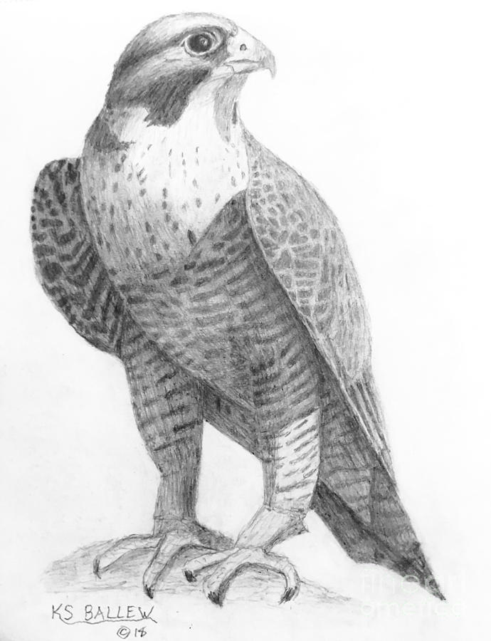 Falcon Art Drawing