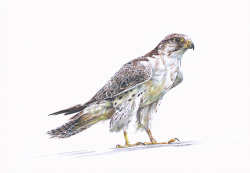 Falcon Drawing Art