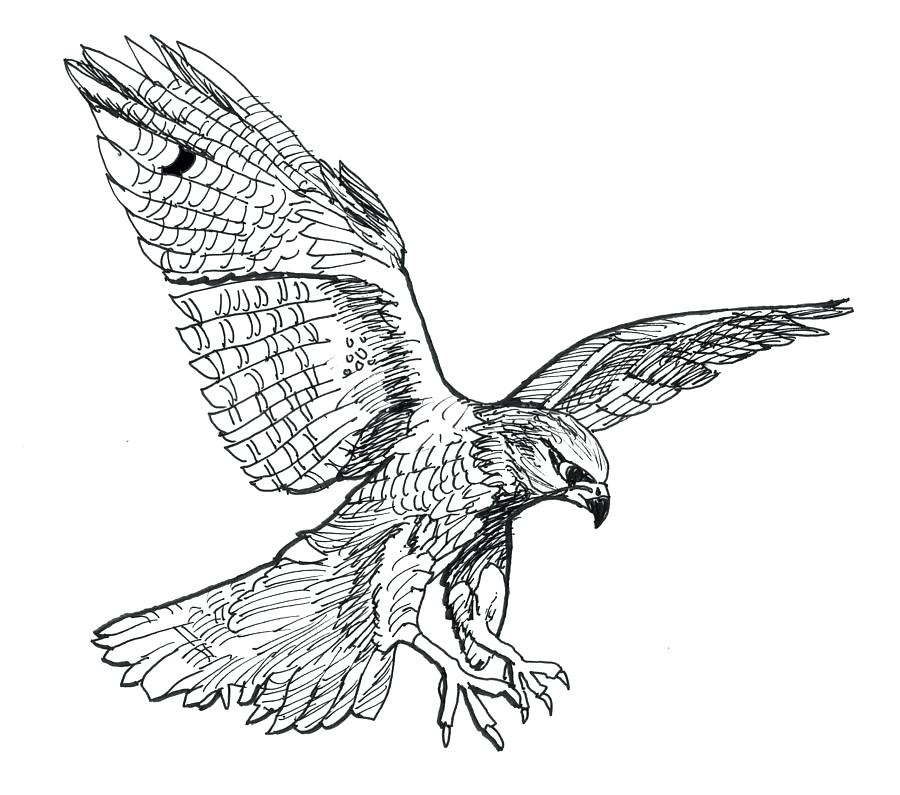 Falcon Drawing Beautiful Image