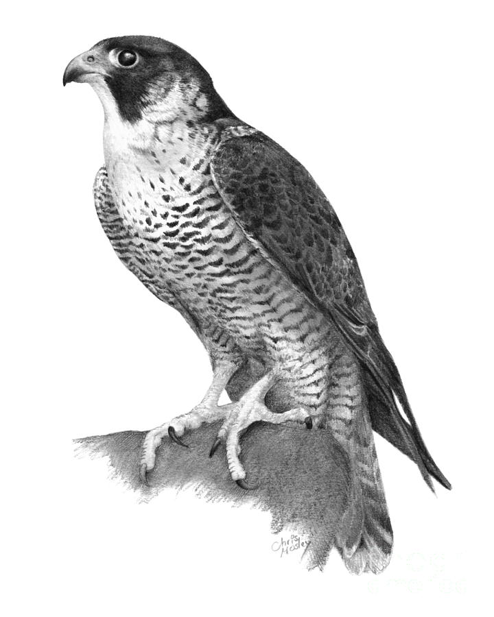 Falcon Drawing Best