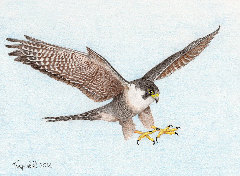 Falcon Drawing Photo