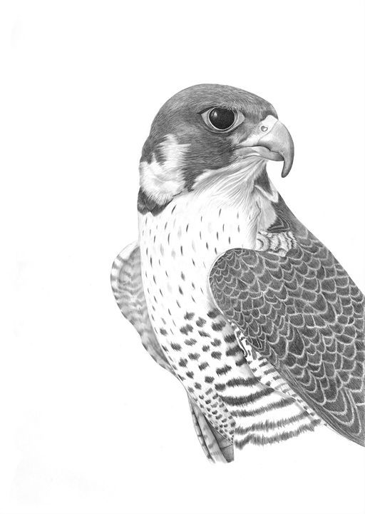 Falcon Drawing Pics
