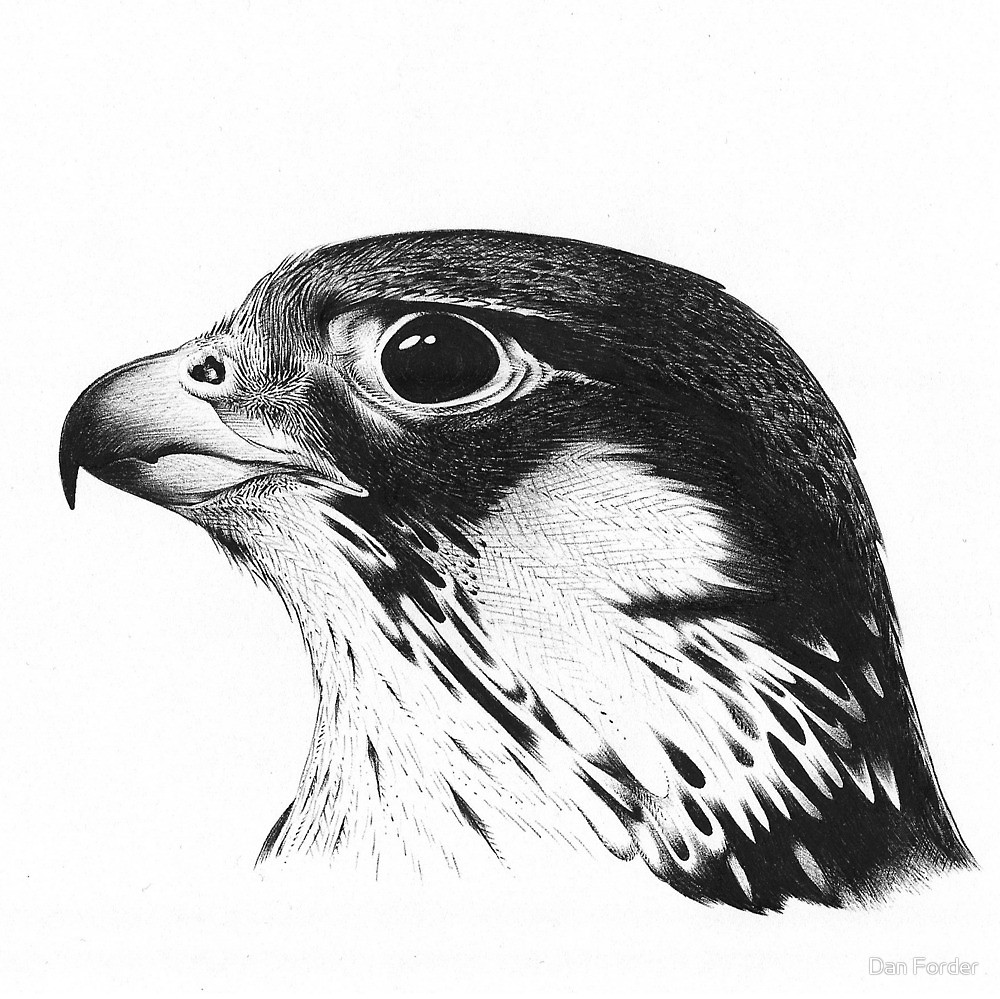 Falcon Drawing Realistic