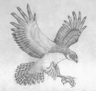 Falcon Drawing
