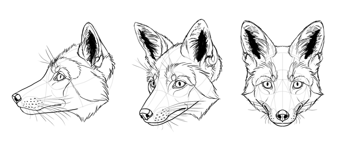 Fennec Fox Art Drawing