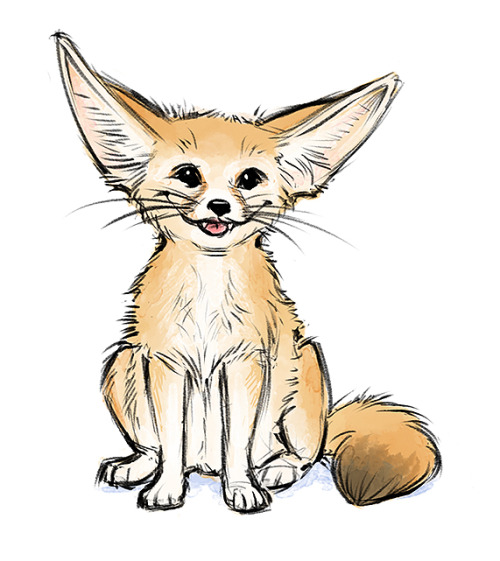 Fennec Fox Drawing Beautiful Art