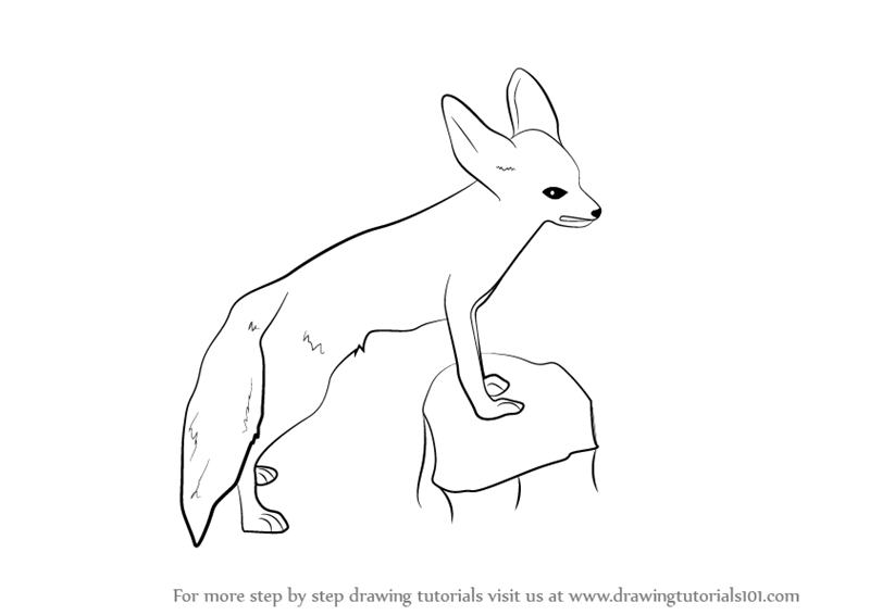Fennec Fox Drawing High-Quality