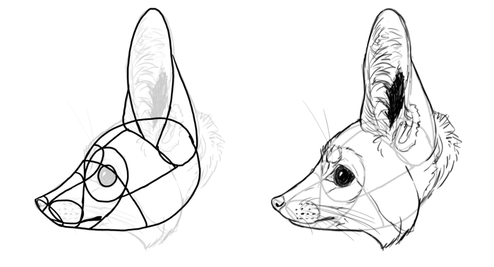 Fennec Fox Drawing Images