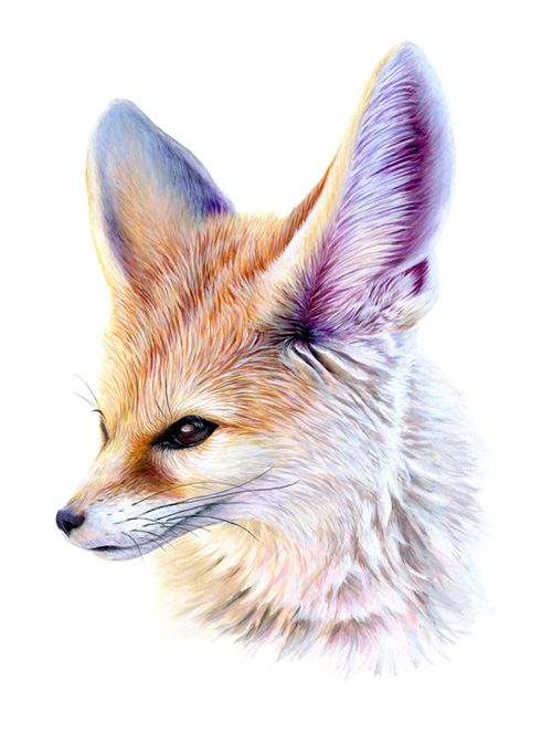 Fennec Fox Drawing Photo