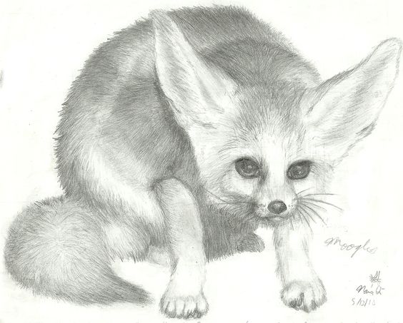 Fennec Fox Drawing Pic
