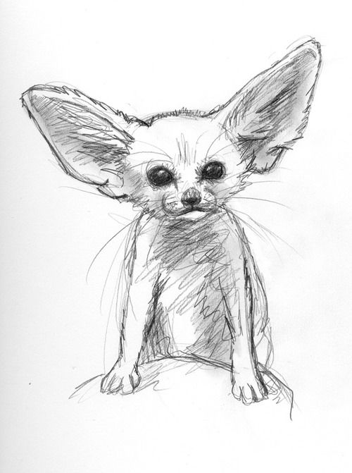 Fennec Fox Drawing Pics