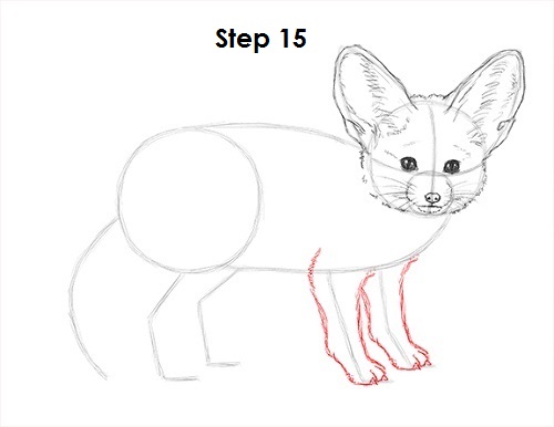 Fennec Fox Drawing Picture