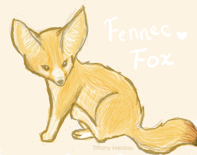 Fennec Fox Drawing Realistic