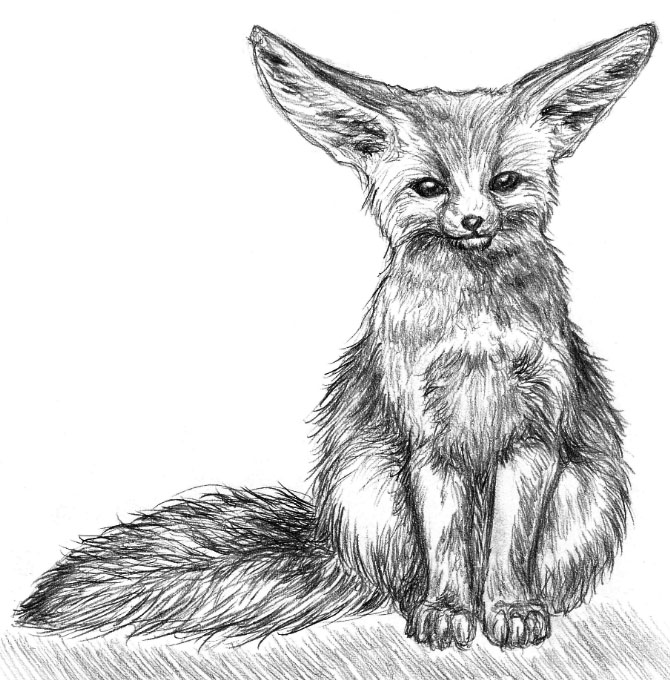 Fennec Fox Drawing Sketch