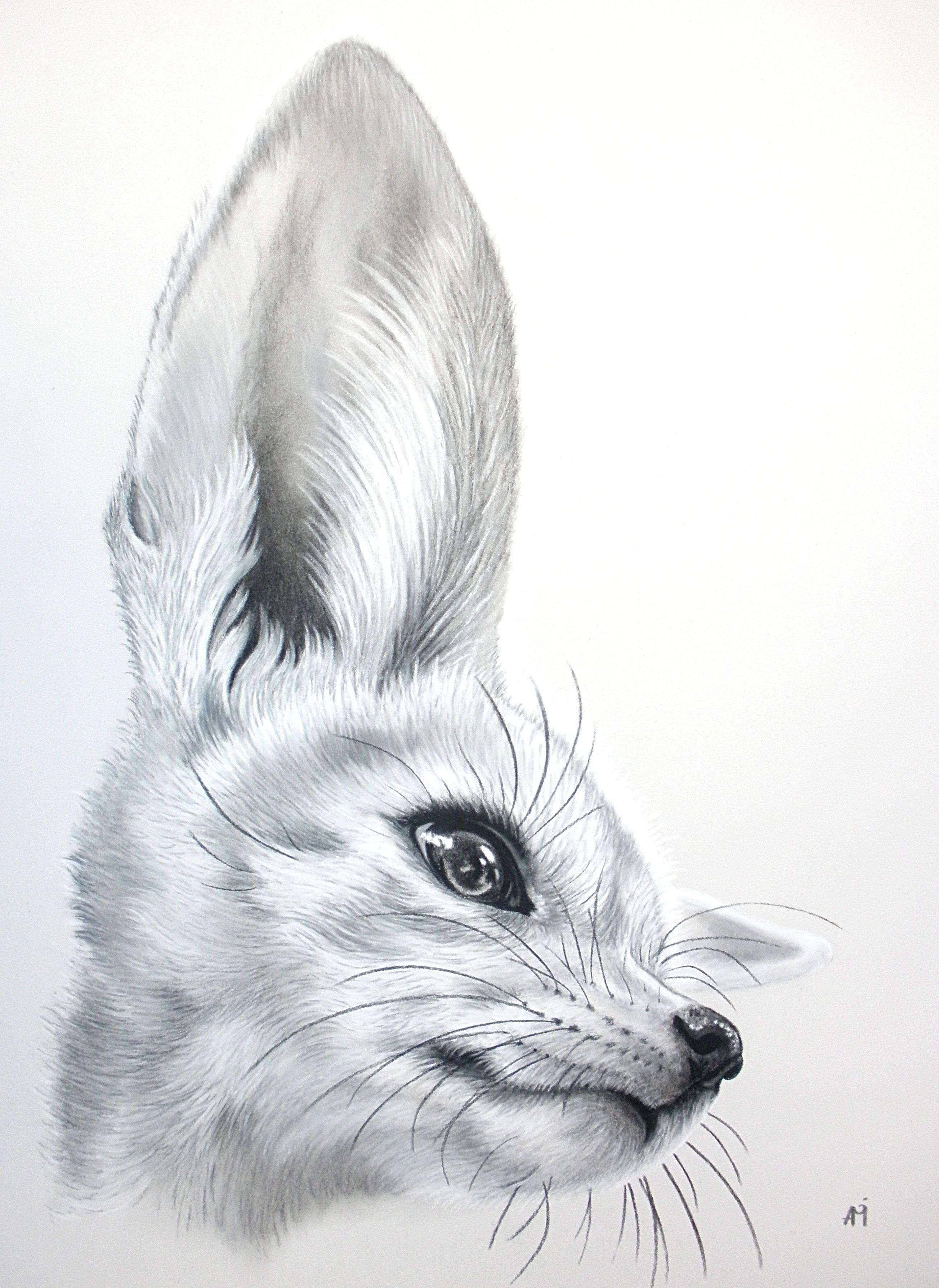 Fennec Fox Drawing