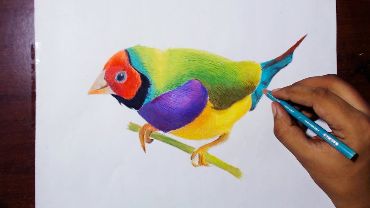 Finch Drawing Art