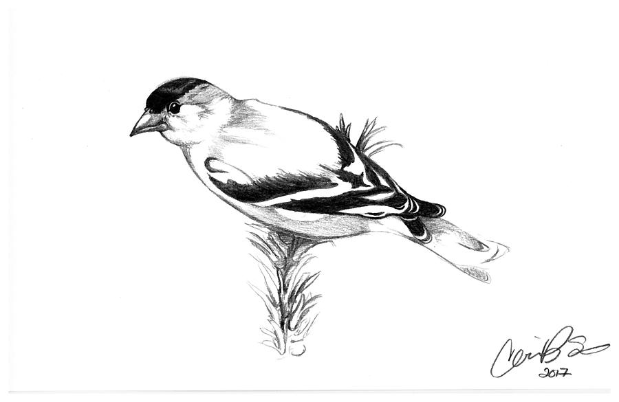 Finch Drawing Beautiful Image