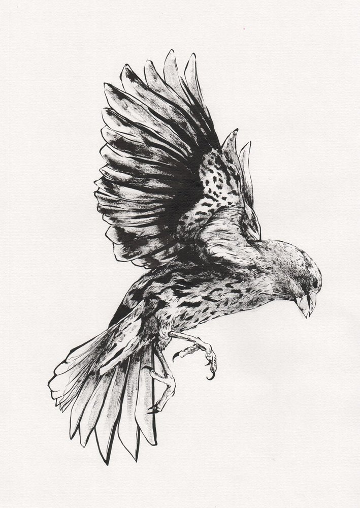 Finch Drawing Image