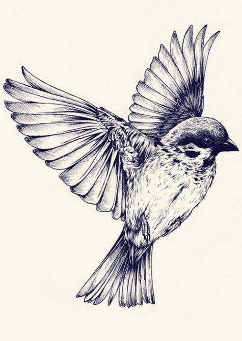 Finch Drawing Pics