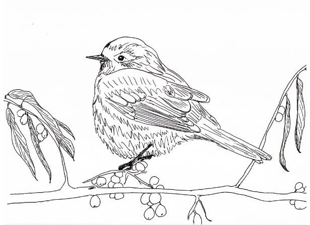 Finch Drawing Picture