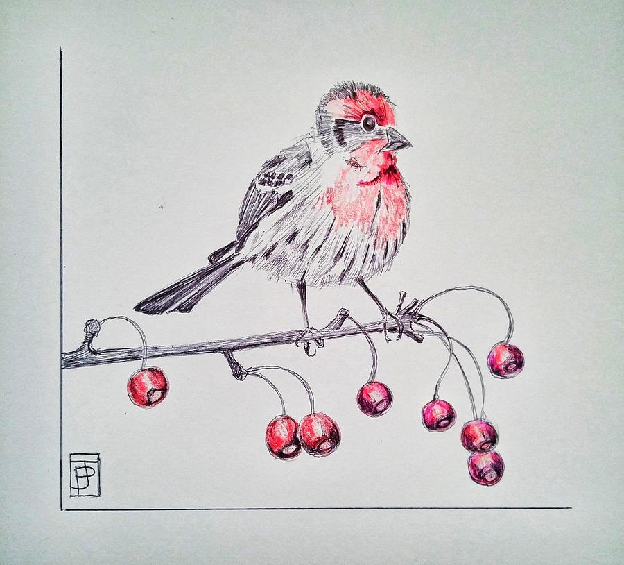 Finch Drawing Realistic