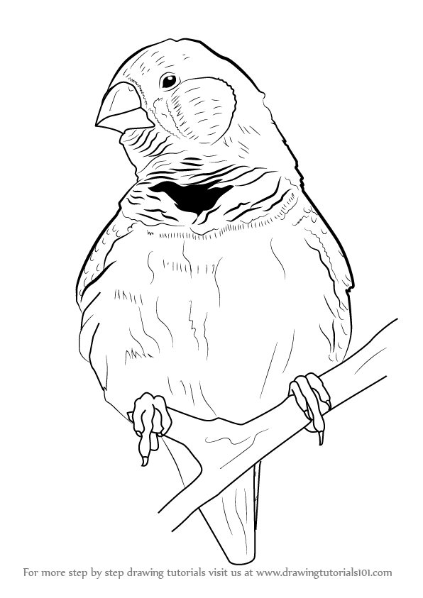 Finch Drawing Sketch