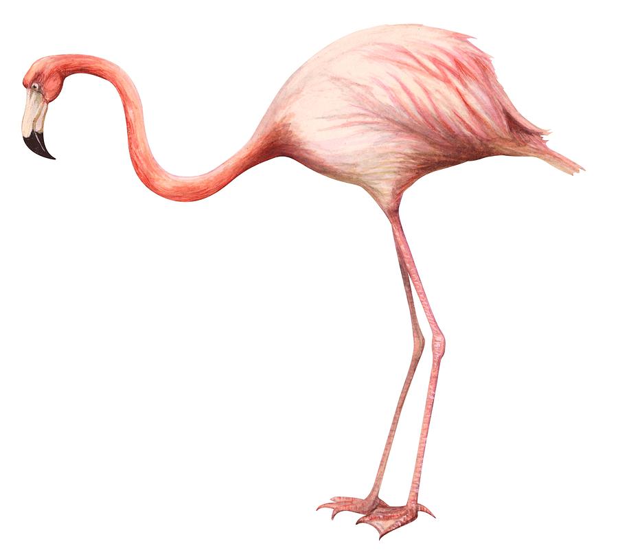 Flamingo Drawing Pic