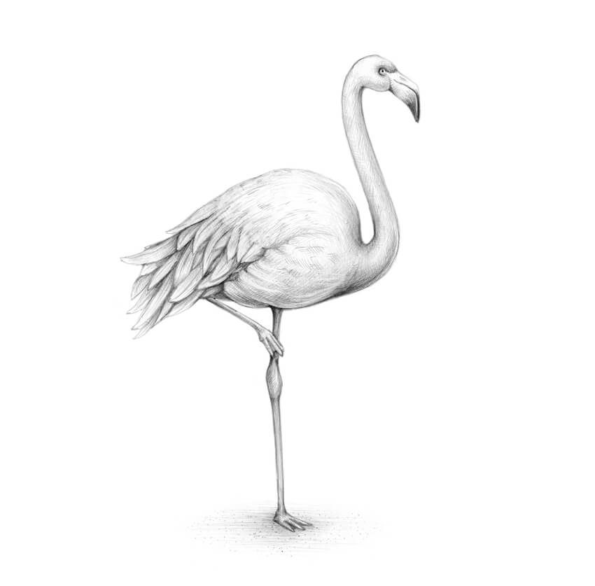 Flamingo Drawing Pics