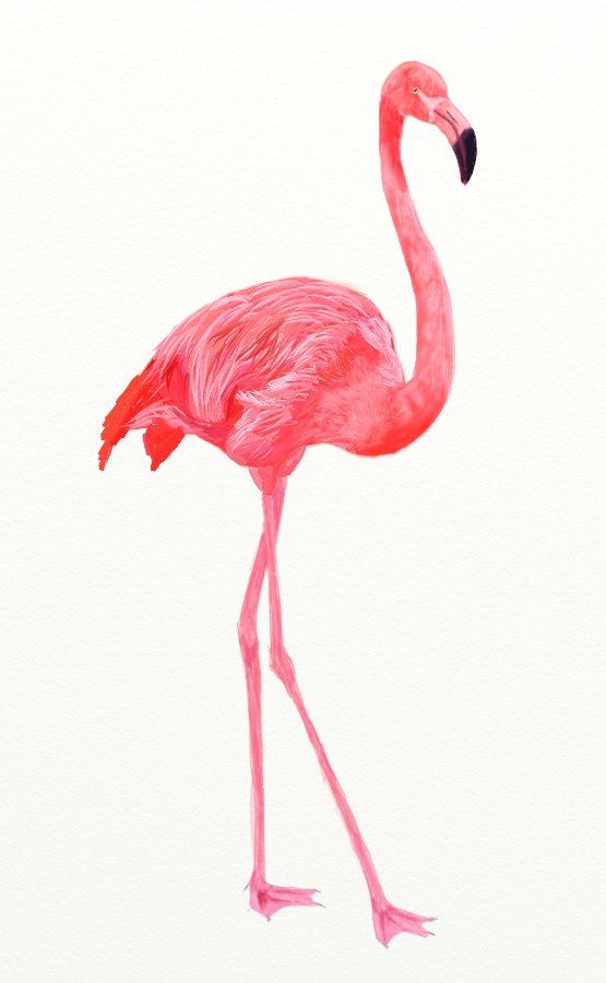 Flamingo Drawing Sketch