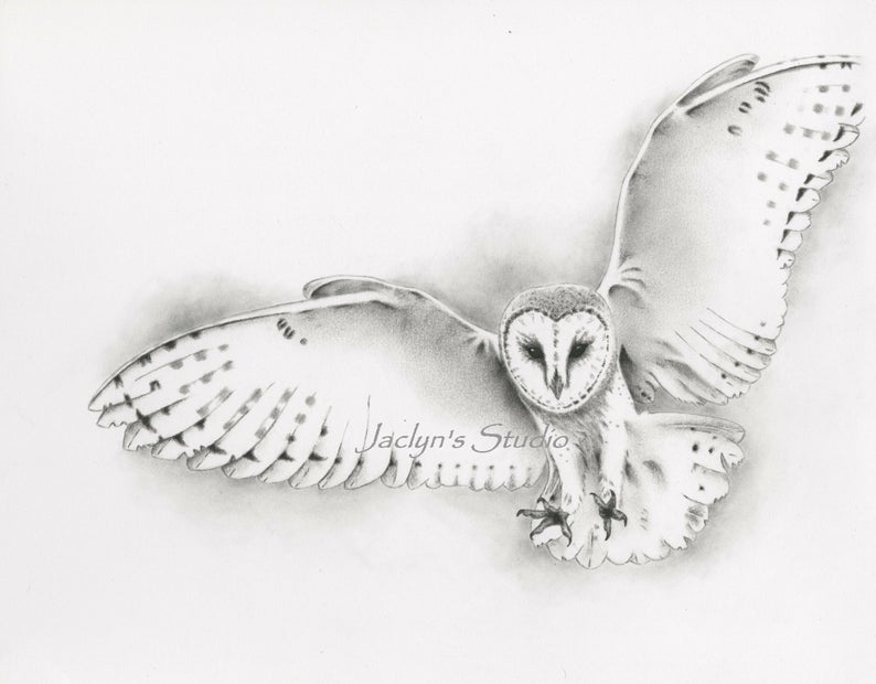 Flying Owl Art Drawing
