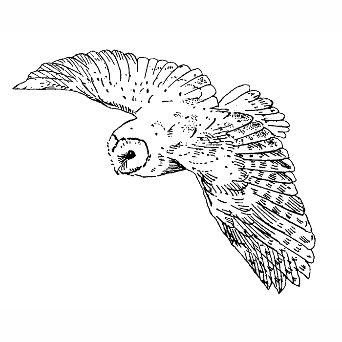 Flying Owl Drawing Art