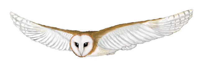 Flying Owl Drawing Beautiful Art