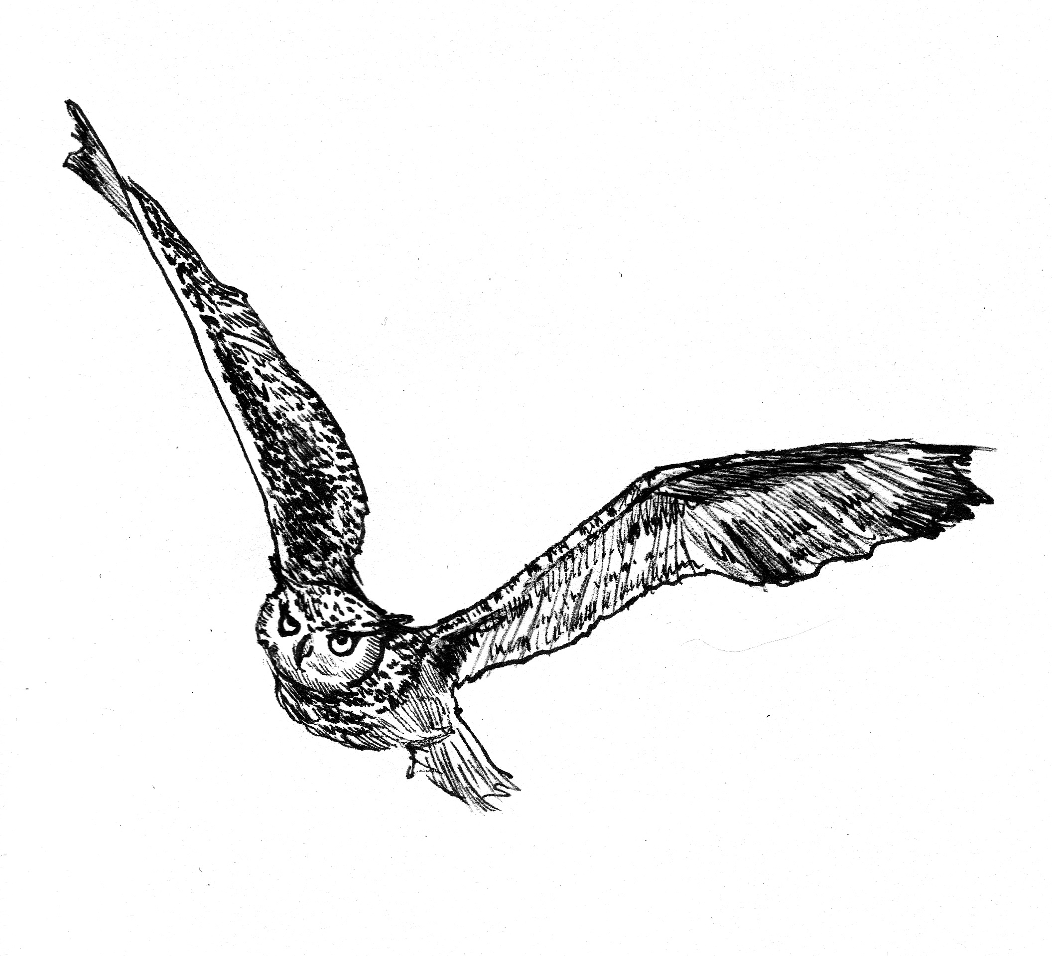 Flying Owl Drawing Beautiful Image