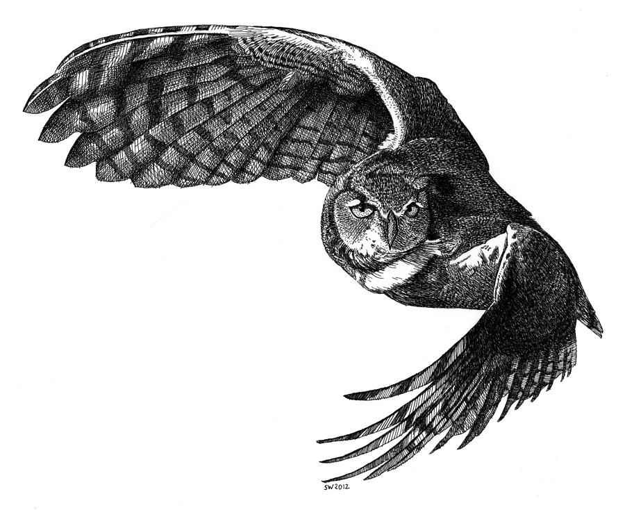 Flying Owl Drawing Best