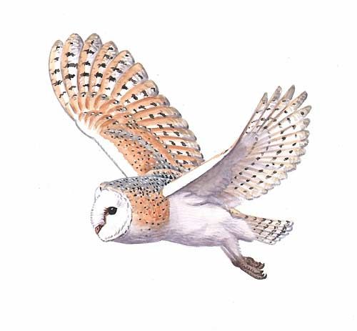 Flying Owl Drawing Image
