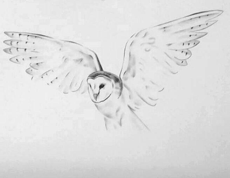 Flying Owl Drawing Images
